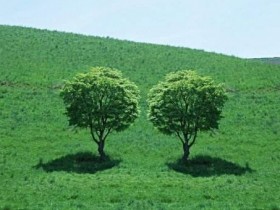 两棵树