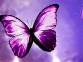 紫蝶