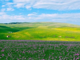 草原之春