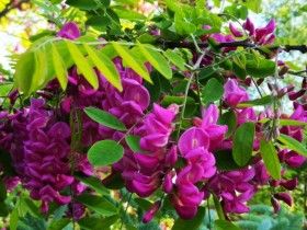 紫花槐