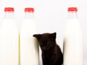 黑猫与牛奶