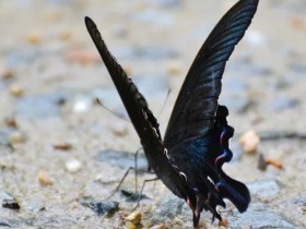 黑蝶