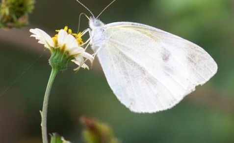 白蝴蝶