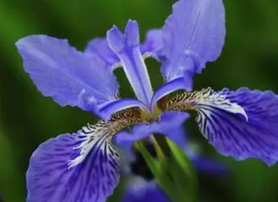 蓝色鸢尾花